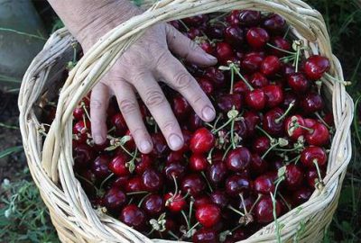 Erkenci kirazın kilosu 250 lira