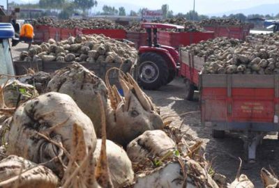 Pancar üreticisi bu yıl umutlu