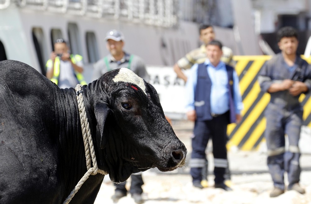 Tırdan kaçan angus ortalığı birbirine kattı