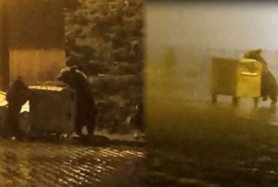 Aç kalan ayılar Uludağ’da böyle görüntülendi