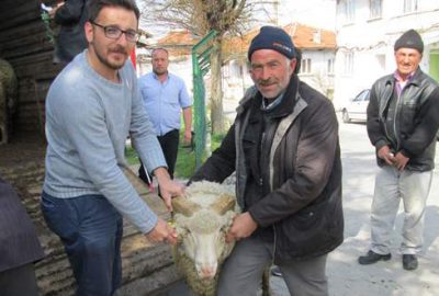 Büyükorhan’da damızlık koç desteği