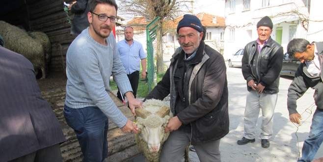 Büyükorhan’da damızlık koç desteği