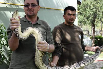 Dev yılana nefes kesen uçuk operasyonu