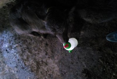 Bataklığa saplanan mandanın acı sonu