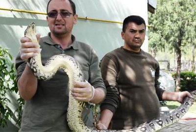 Dev yılan sağlığına kavuştu
