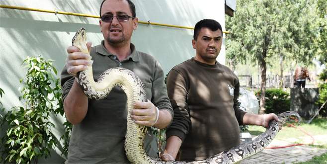 Dev yılan sağlığına kavuştu