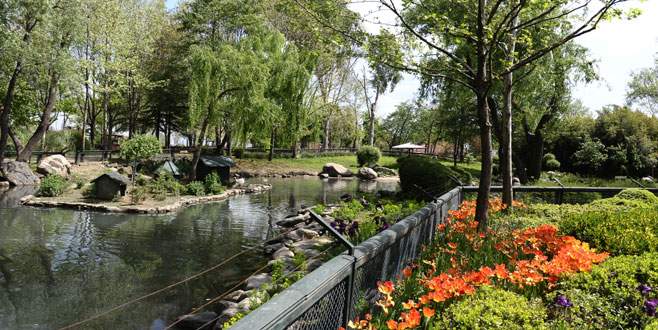 Bursa’nın Afrika savanası yaza hazır