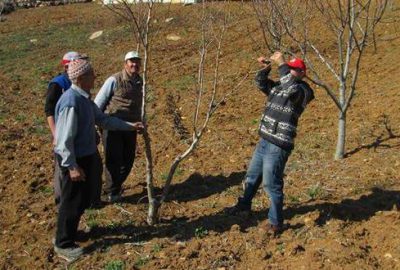 Büyükorhan’da çiftçiye uygulamalı eğitim