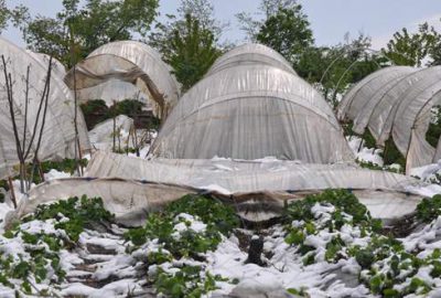 Çileğe ‘beyaz’ darbe