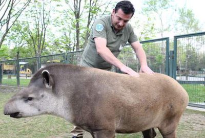 Bursa Hayvanat Bahçesi’ndeki tapirlerin masaj keyfi