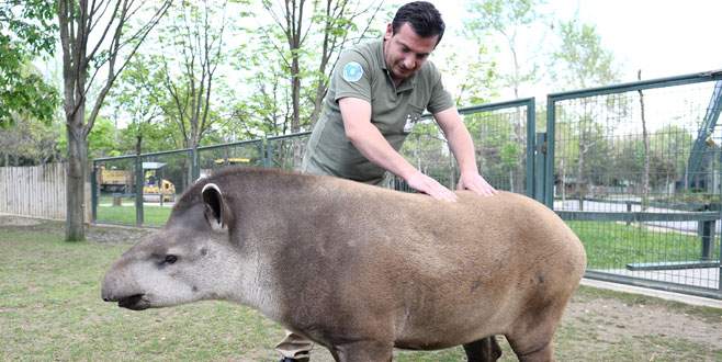 Bursa Hayvanat Bahçesi’ndeki tapirlerin masaj keyfi