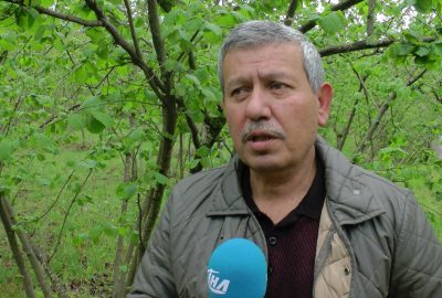 Kar yağdı, fındık üreticisini korku sardı