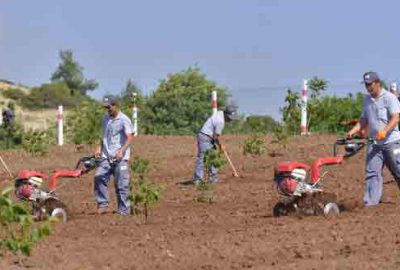 Yatırımın altın anahtarı Ceviz bahçeleri oldu