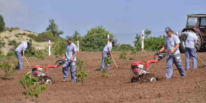 Yatırımın altın anahtarı Ceviz bahçeleri oldu