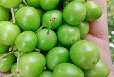 İznik eriği gün sayıyor