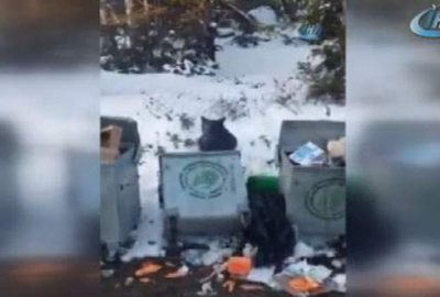 Uludağ’da aç kalan ayı çöpte böyle yiyecek aradı