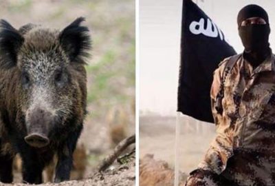 DEAŞ’a yaban domuzu saldırısı: 3 militan öldü