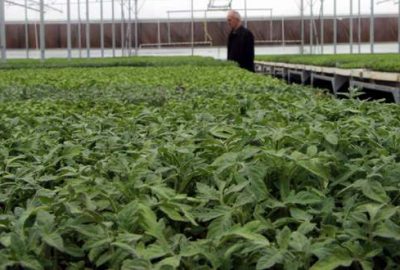 Domates hazirana kadar pahalı