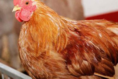 Tokat’ta kuş gribi alarmı!