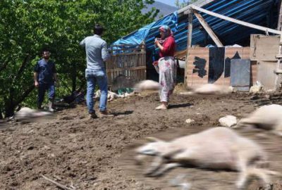 Bursa’da 8 koyun zehirlenerek telef oldu!