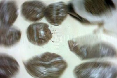 Bursa’da uyuşturucu operasyonu