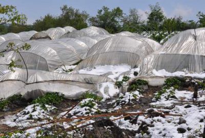 İnegöllü çiftçinin korktuğu olmadı