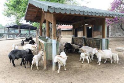 Türk köyündeki nadir koyun ve keçiler bahara hazırlandı