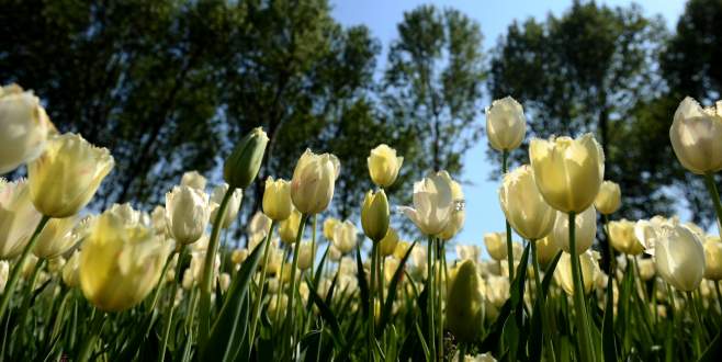 Bursa’da bahar coşkusu böyle kaydedildi