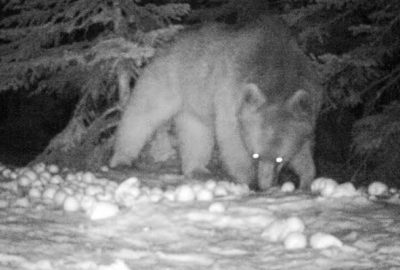 Uludağ’ın yaban hayatı fotokapanlarla görüntülendi