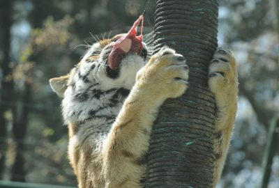 Bursa Hayvanat Bahçesi yavrularla şenlendi