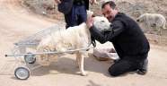 Yürüyemeyen köpeğe pazar arabasından yürüteç yaptı