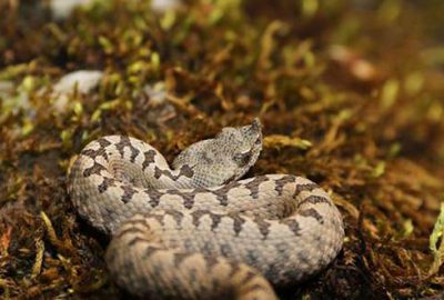 İlk kez Bursa’da ortaya çıktı! Görenler şoke oldu..