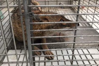 Bursa’da çakal kurtarma operasyonu