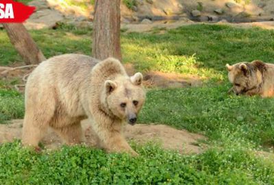 Dansçı ayıların dördü halen hayatta