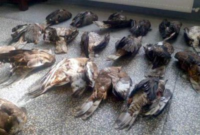 18 kartal avlayan avcıya büyük ceza