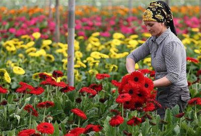 Çiçek ihracatına ‘Anneler Günü’ dopingi