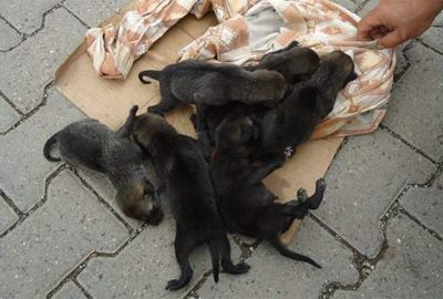 Kulp’ta bulunan yavru kurtlar koruma altına alındı