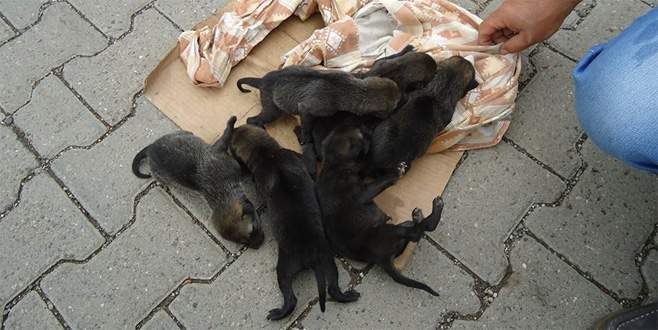 Kulp’ta bulunan yavru kurtlar koruma altına alındı