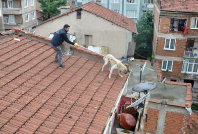 Mahsur kalan köpek için seferberlik