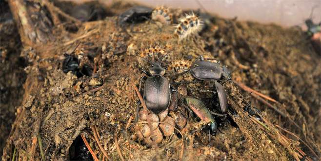 Terminatör böcekler Bursa ormanlarında