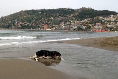 Alanya’da İnek ölüsü sahile vurdu
