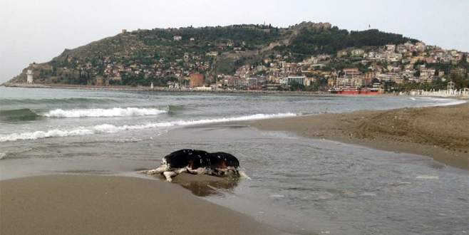 Alanya’da İnek ölüsü sahile vurdu Alanya’da İnek ölüsü sahile vurdu