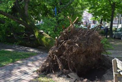 Yarım asırlık çınar rüzgara dayanamadı