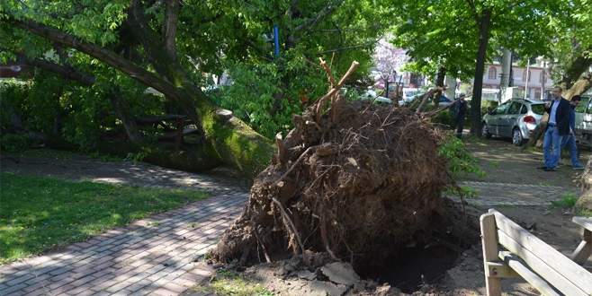 Yarım asırlık çınar rüzgara dayanamadı Yarım asırlık çınar rüzgara dayanamadı