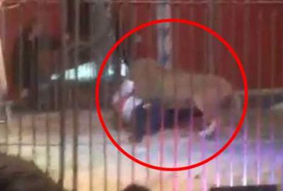 Aslan, terbiyecisine saldırdı