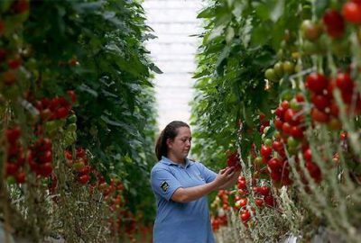 Domateste hava kargo umudu