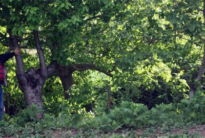 Tarımda gelecek organik üretimde