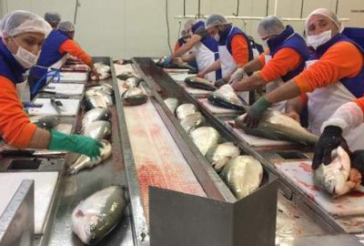 Trabzon’dan Japonya’ya somon balığı ihraç edilecek