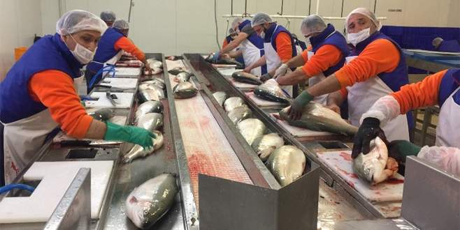 Trabzon’dan Japonya’ya somon balığı ihraç edilecek