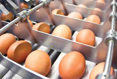 Yumurta ihracatı yüzde 59 arttı